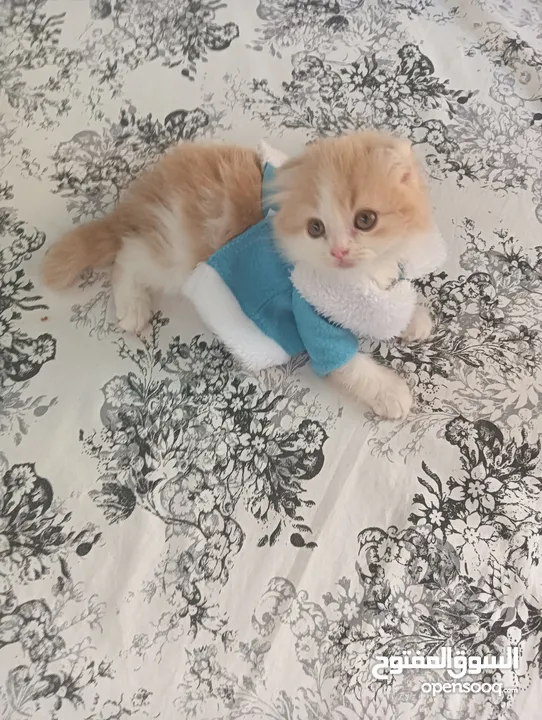 Pure Scottish Fold Longhair Kitten