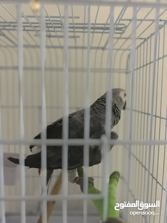 African grey parrot (1 - 2) year old معا كل اغراضه