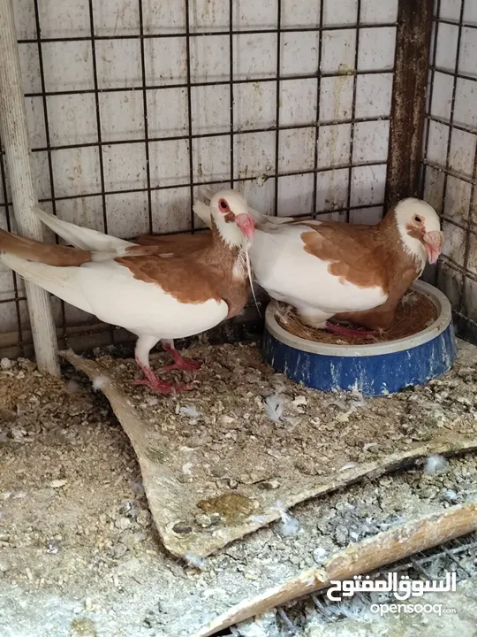 جوزين سكندراني شغالات ومكفولات