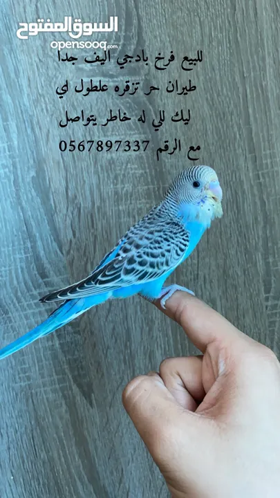 بادجي اليف