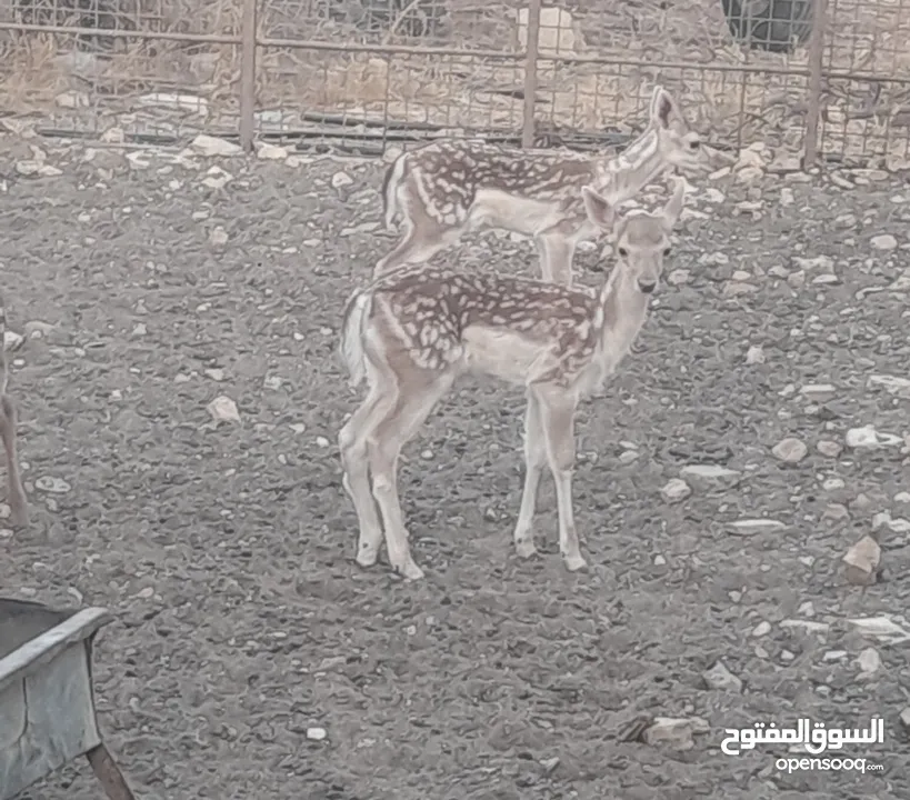 غزلان للبيع
