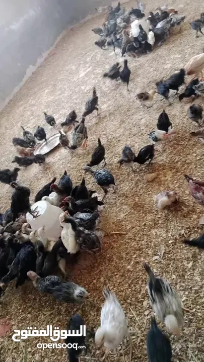 صيصان بلدي عمر شهر ونص
