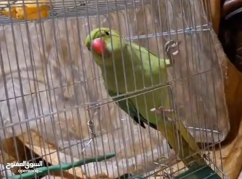 ببغاء دره مطوق