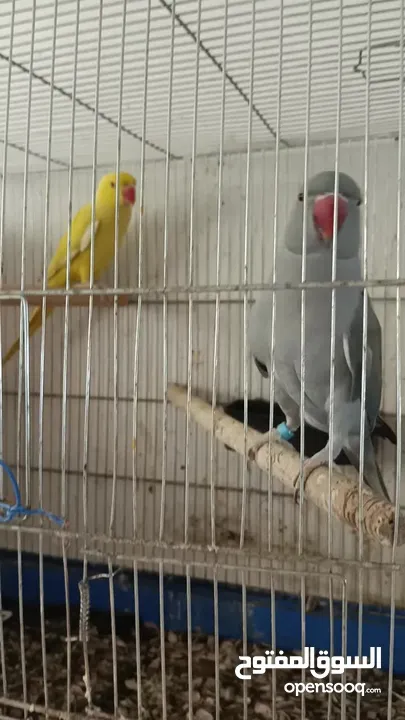 متاح جواز دره لتينو وسكني بسعر مغري