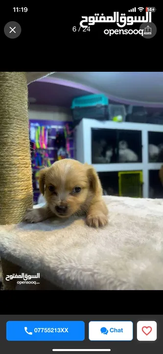Pure Mini Golden Retriever Puppy for Sale – 2 Months Old (Male)  بيور كلب ميني جولدن ريتريفر للبيع