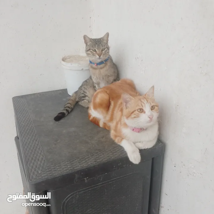 قطط منزليه اليفه تعيش في المنزل