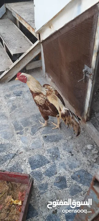 دجاج هندي للبيع