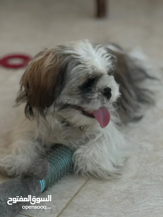 ذكر شيتزو عمر سنة تماما للبيع مع كافة اغراضه و بيته مطعم جميع التطعيمات مع دفتر