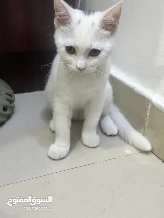female kitten for adoption