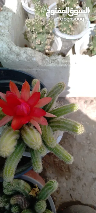 صبار زينة مزهر للحدائق المنزليه