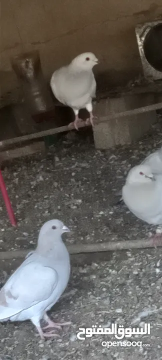 جواز حمام شغاله  للبيع  الكوم  17 حبه سعر الحبه دينارين من الاخر