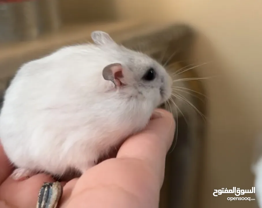 أنثى هامستر روسي  female hamster with  3 babies