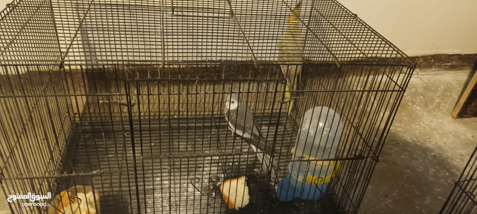 للبيع زوج كوكتيل ممتاز بمواصفات في الوصف