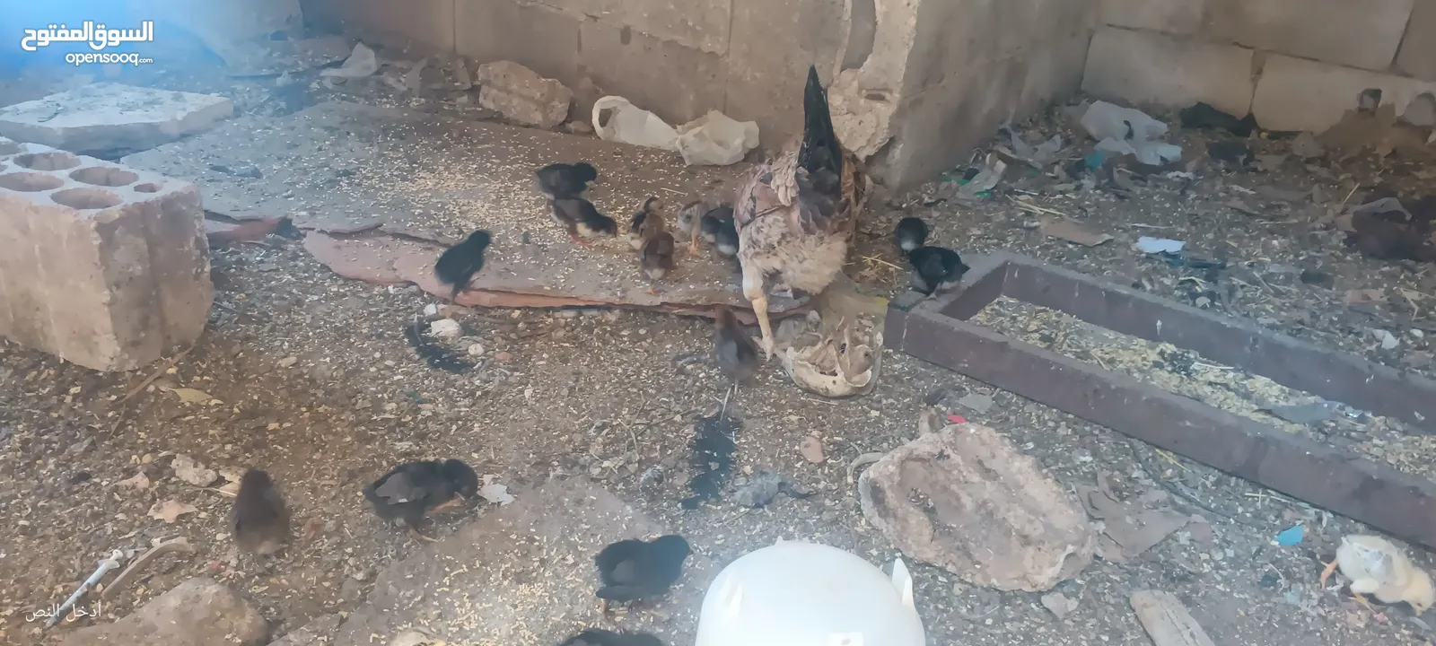 جاجه يهوديه معها 25 صوص بلدي