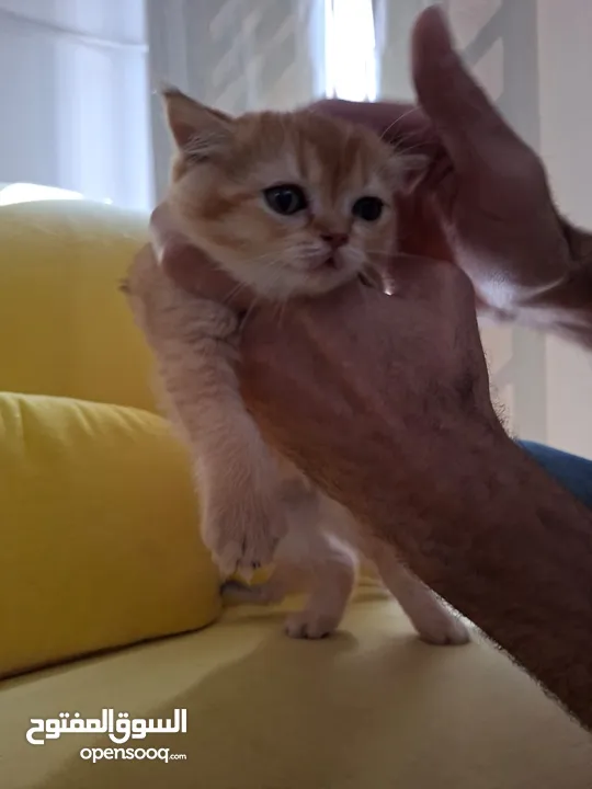 pure bred Scottish fold kittens 4 available for sale