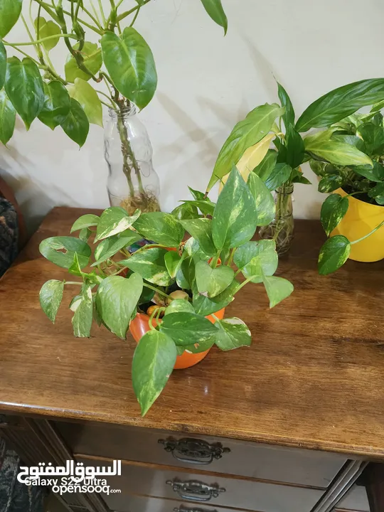 Indoor Plants with Pot