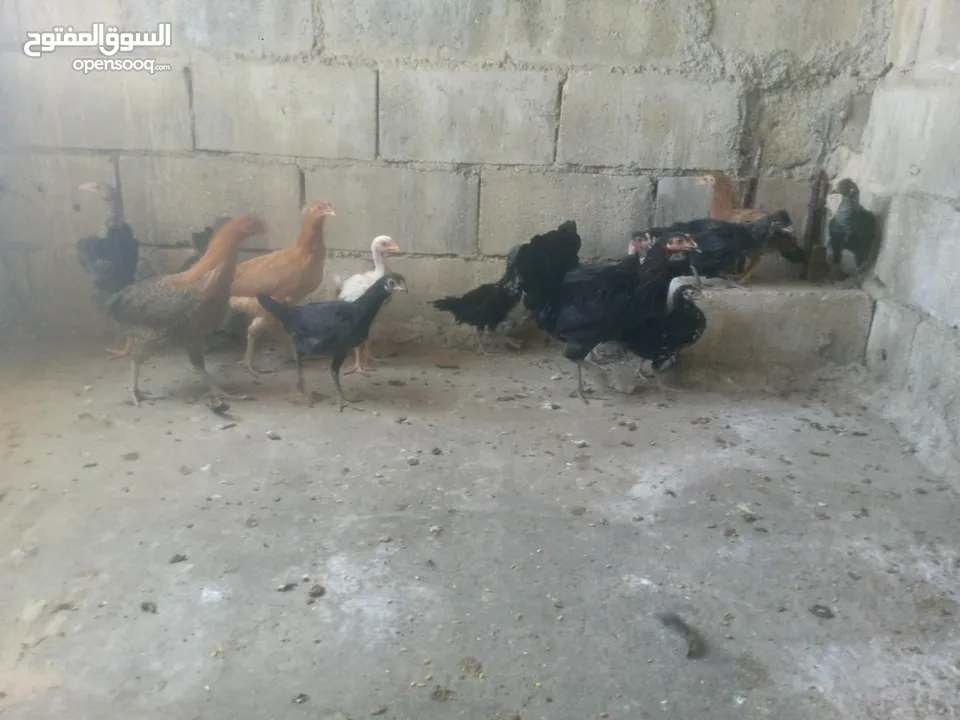 دجاج بلدي نخب اول للبيع