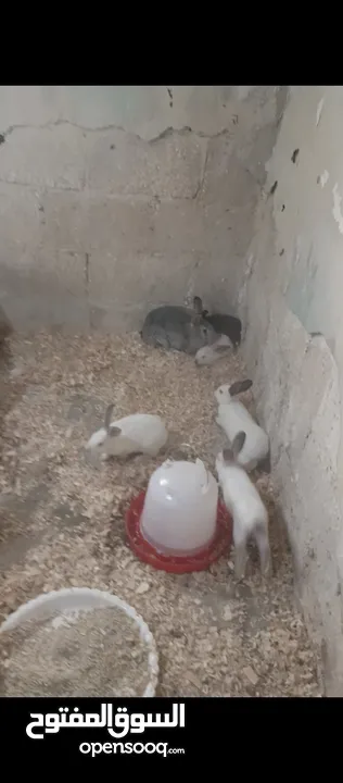 ارانب هولندي وحبة بلدية