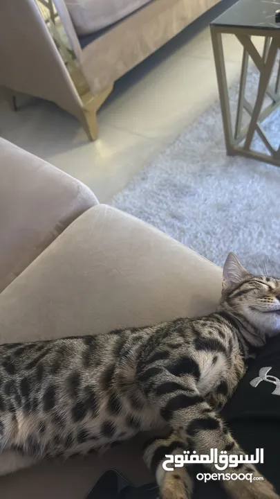قط بنغال لعوب و جميل للتبني Bengal cat