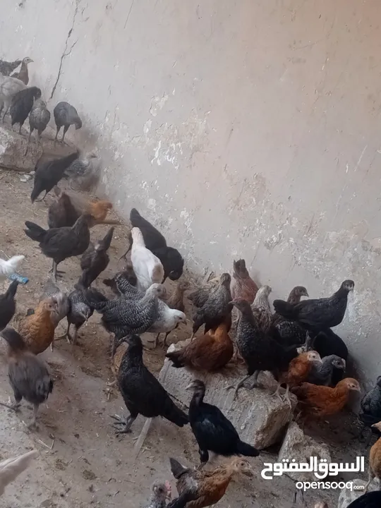 فراخ بلدي عمر شهرين ونص مطعمات جميع التطعيمات اي بي ولقاح ونيونكسل
