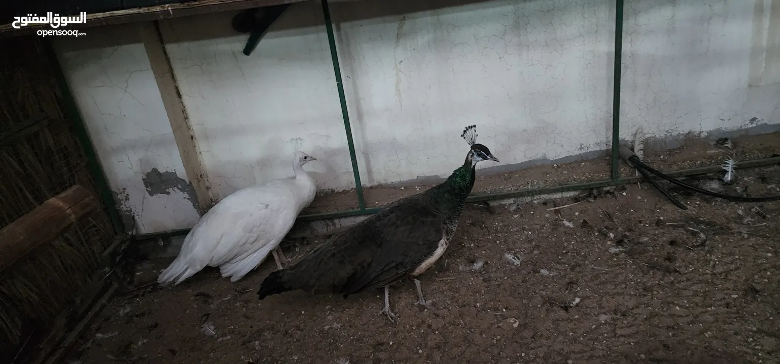 ( white is sold )peacock family 4, عائلة طواويس4