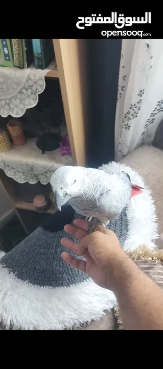 ببغاء كاسكو متحدث نمبر ون اليف عجينه محجل حجل فضي بطلع على الايد وما بعض نهائيا شوف الوصف