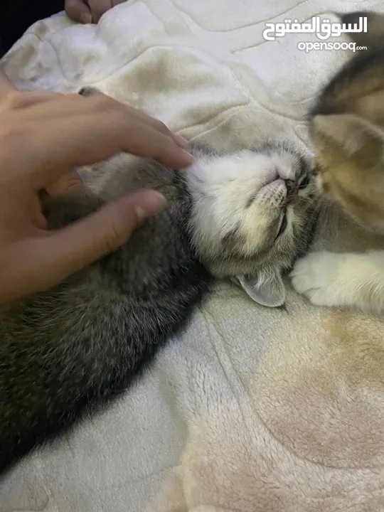 scottish fold for sale