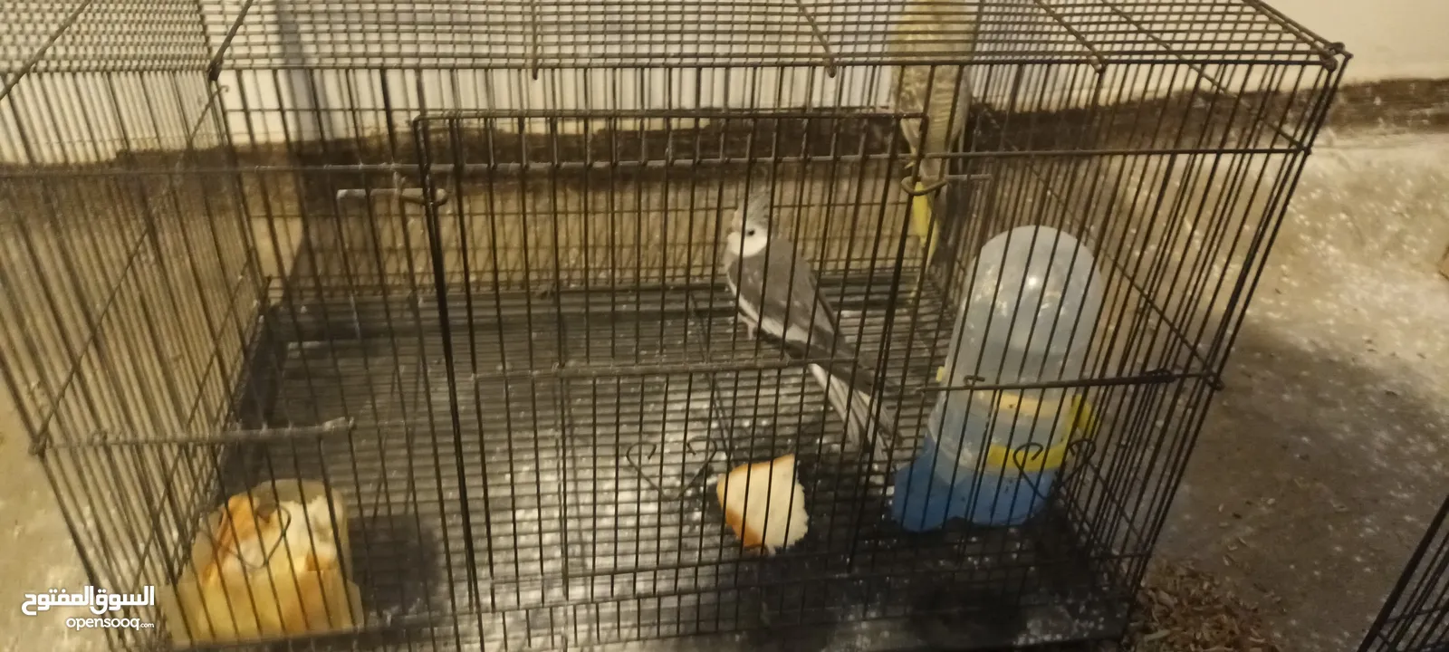 للبيع زوج كوكتيل ممتاز بمواصفات في الوصف