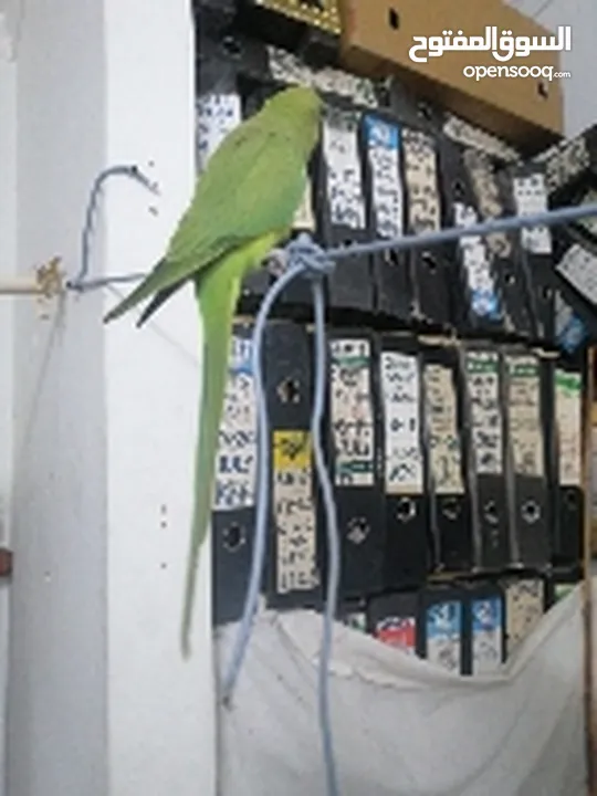 talking parrot full tem.  and Love bird running pair for sale with Case. Contract WhatsApp