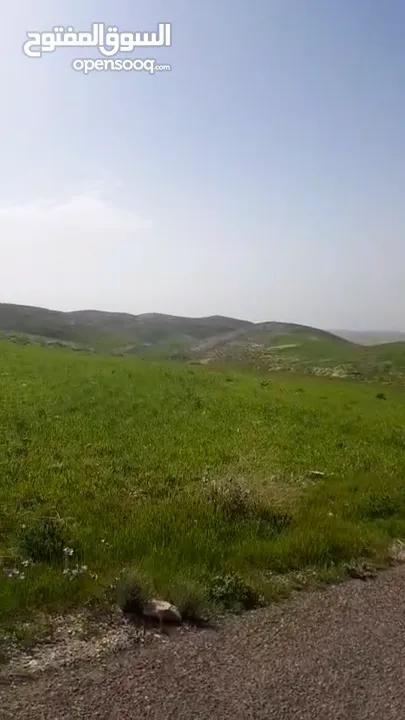 مادبا ماعين قطعة أرض زراعية مميزة مطلة على البحر الميت والضفة الغربية بمساحة 21 دونم