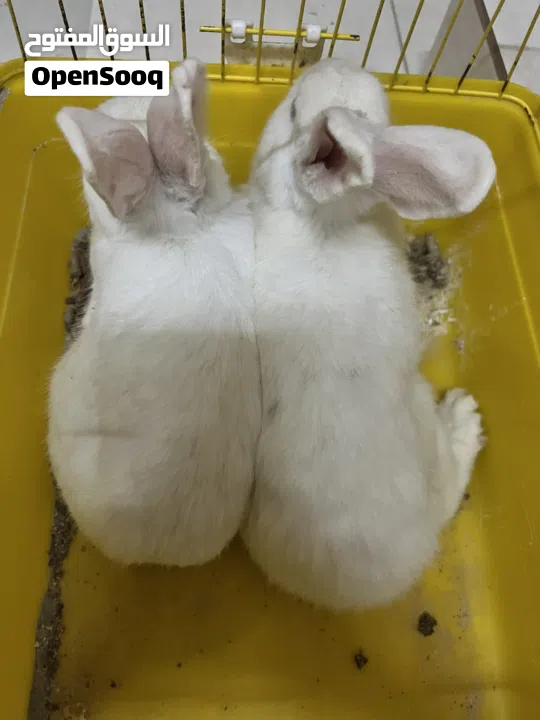 ارانب جاهزه