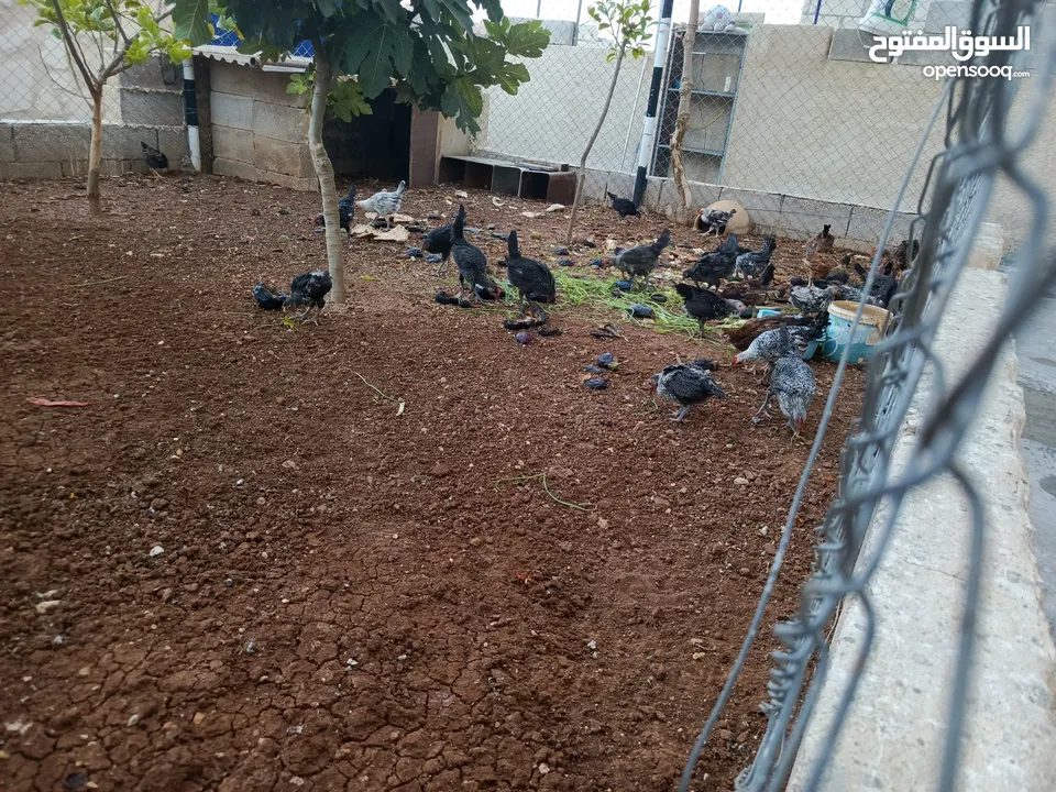 ديوك حجم وسط نقي قد ما بدك ب دينار ونص  نقي اللي بعجبك نقا  الزرقاء