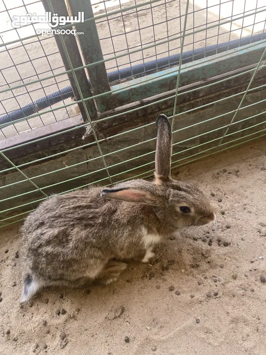 Friendly Rabbits