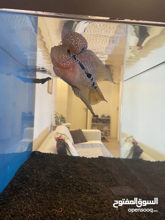 Flowerhorn