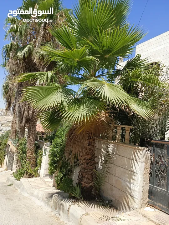 شجر نخيل زينه