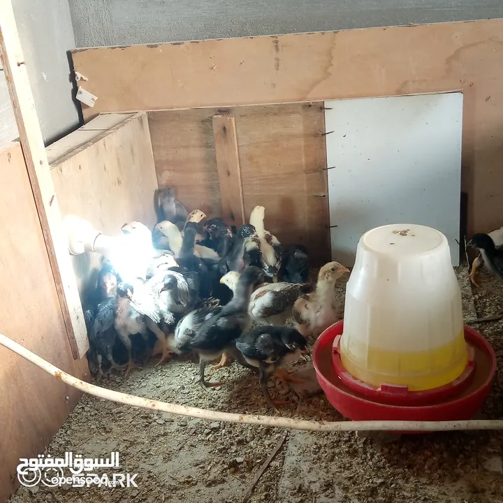 صوص باكستاني