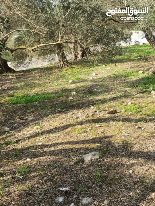 القبة الذهبية اراضي بلعا دير الغصون