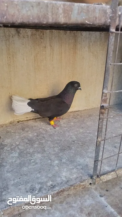 5طايرات في جبل التاج