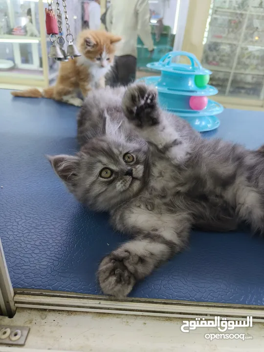 Ragdoll, Scottish fold, British short hair, persian kittens.