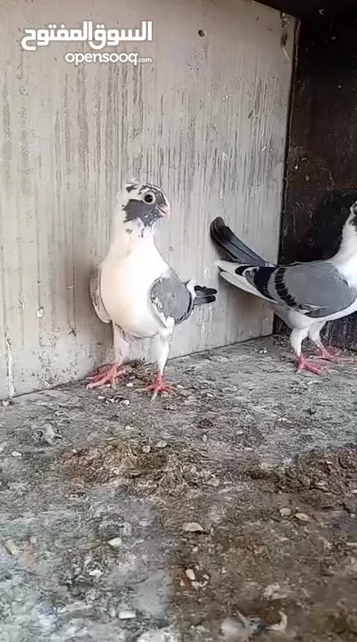 فرخيين اسطنابله للبيع