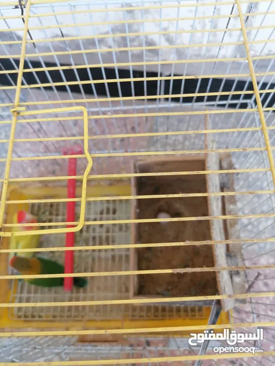 حبه روز وحبه فيشر للبيع بسعر مناسب