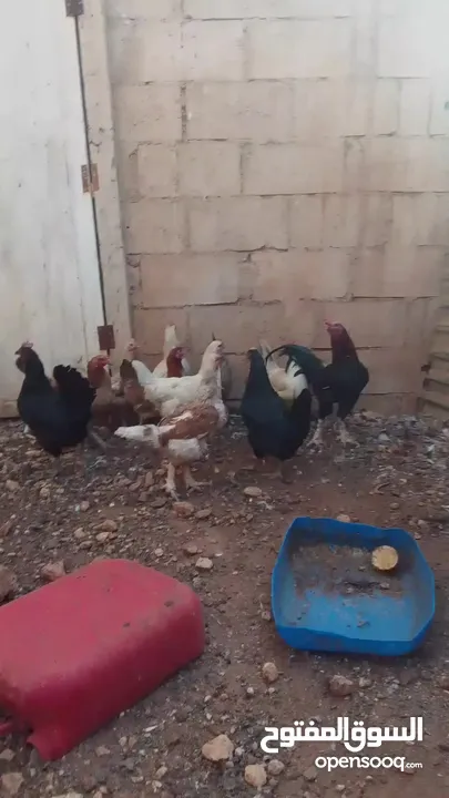 11 جاجه وديك نخب النخب