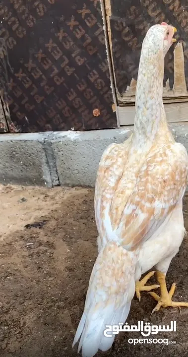 دجاج للتبني