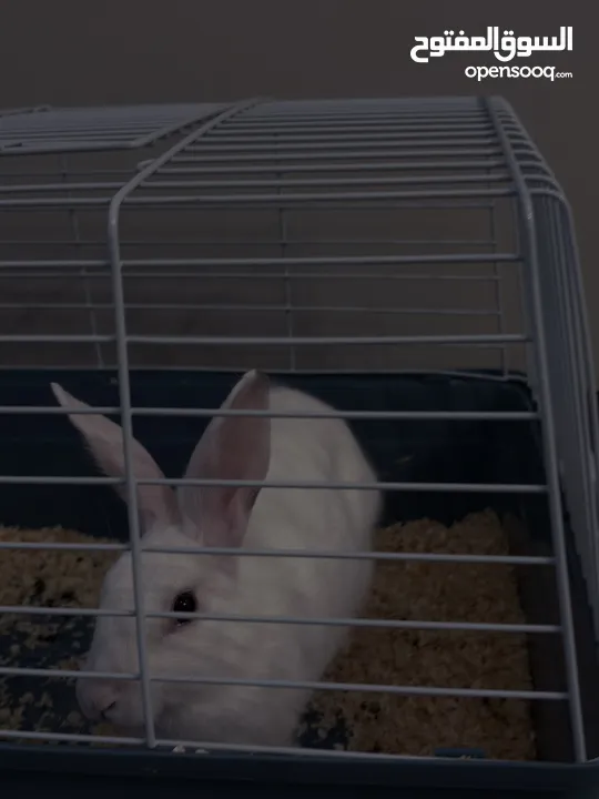 Selling a Dwarf Rex Mix Rabbit