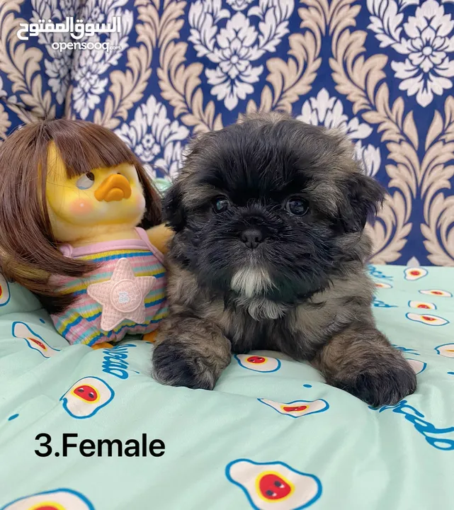 Puppy shihtzu