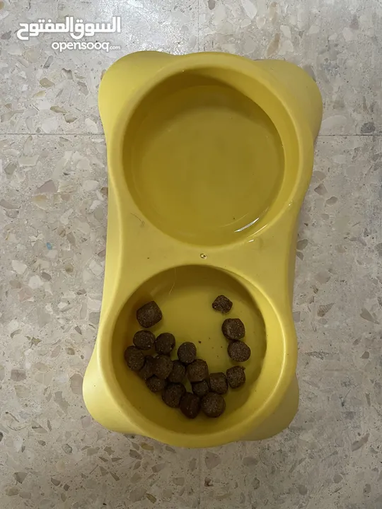 فرينش تيرير صغير عمره 4 شهور