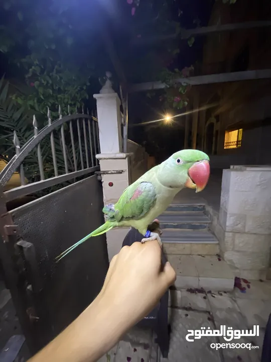 ببغاء كاسندرا جامبو