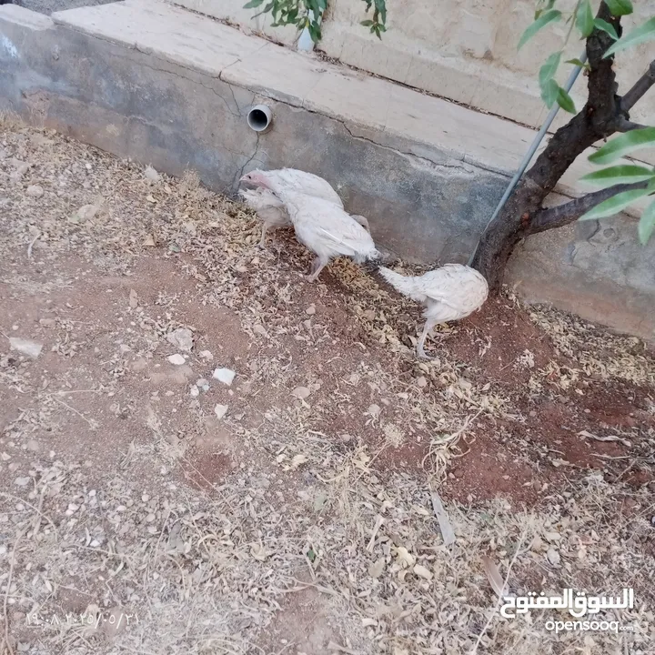 ارانب عدد 13 + حبش هولندي عدد 4