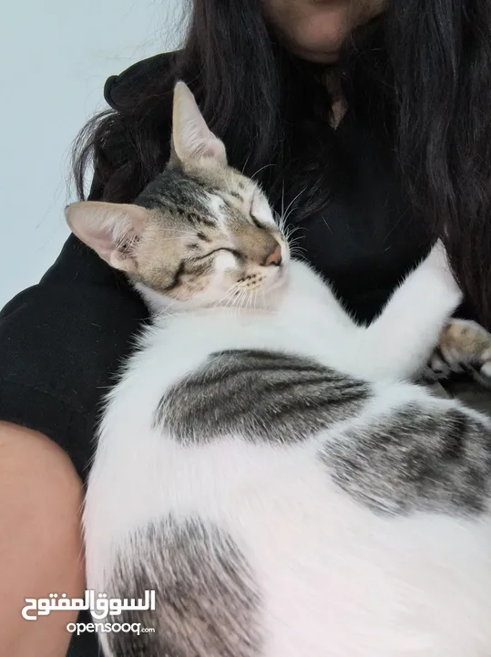 Cute Lovely boy kitten looking for free adoption