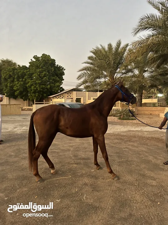 مهر عربي سلالة سباق فاخره جداا